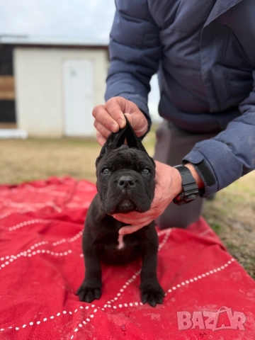 Мъжко Кане корсо, снимка 2 - Кане корсо - 52884652