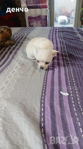 продавам чихопинчери, снимка 4 - Чихуахуа - 53018536