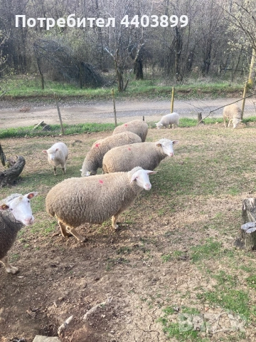 Три ялови овце , снимка 4 - Овце - 54184586