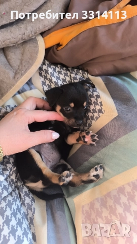 чихуахуа , снимка 3 - Чихуахуа - 52954778