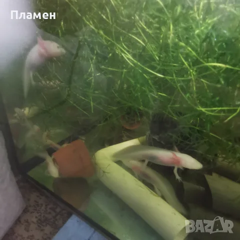 Аксолотъл/Амбистома , снимка 3 - Рибки - 56435339