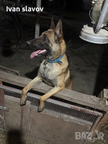 Белгийски овчарки малиноа 