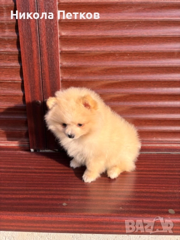 Померан , снимка 3 - Померан - 52845568