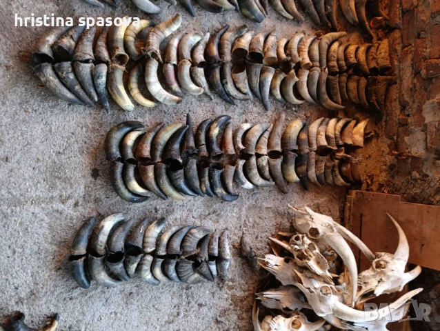 Рога , снимка 2 - Антикварни и старинни предмети - 52543104