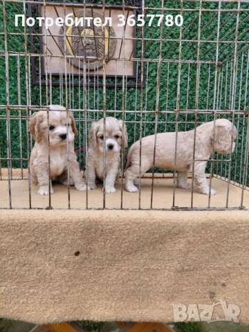 Американски кокер шпанол, снимка 4 - Други животни - 52596197