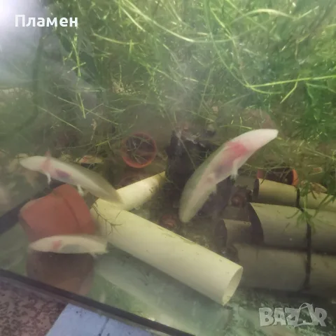 Аксолотъл/Амбистома , снимка 2 - Рибки - 56435339