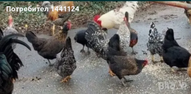 Оплодени яйца няколко вида 0.60¢, снимка 2 - Кокошки и пуйки - 49744271