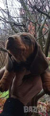 Дакели , снимка 8 - Дакели - 52281660