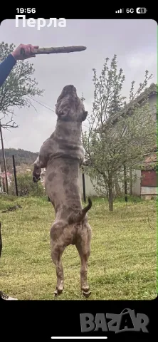 Американско Були ХЛ за разплод, снимка 4 - Други - 48276659