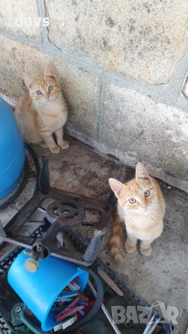 Малки котета – различни шарки, снимка 6 - Други - 51973052