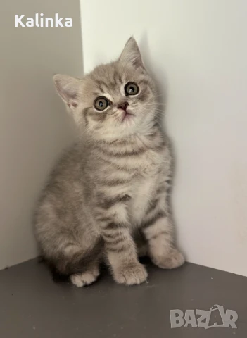 Британско късокосместо таби, снимка 1