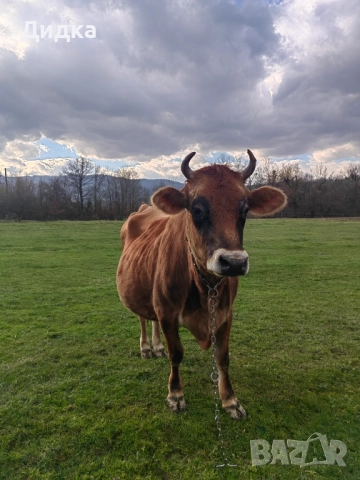 Крава Джарсе , снимка 5 - Овце - 51575934