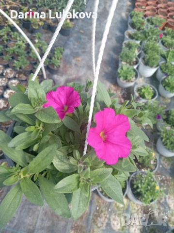 Кошница петуния 