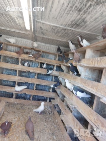 Гълаби на летене пазарджишки 