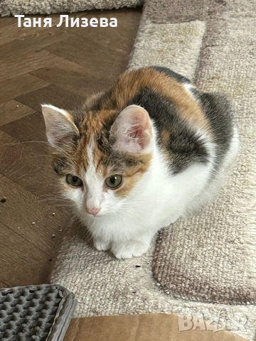 Подарявам котенца, снимка 6 - Руска синя котка - 52462285