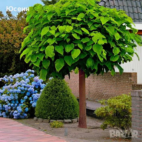 Озеленяване за паркове,градини,алей, снимка 10 - Градински цветя и растения - 48398291