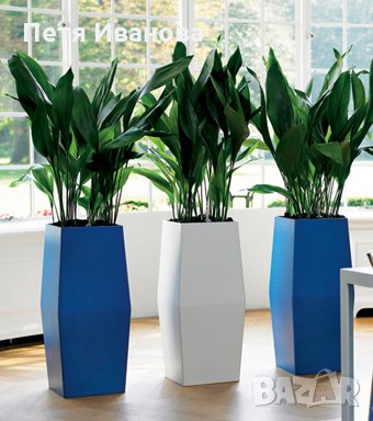 Aspidistra (семейно щастие) 