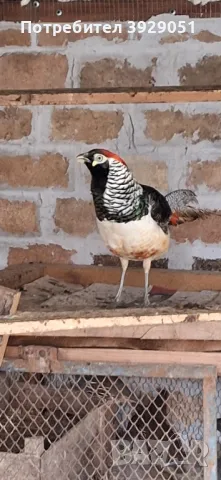 продавам фазани, снимка 1