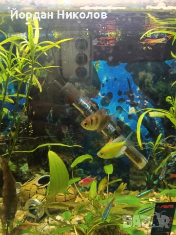 Рибки тернеции 6 броя, снимка 4 - Рибки - 53256445