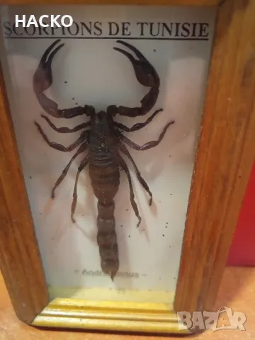 ЛЯТНА ЦЕНА Препариран ЧЕРН СКОРПИОН, снимка 2 - Други - 48124888