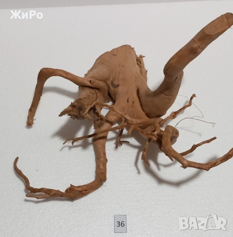 Корен от Азалия /декорация/ 36, снимка 2 - Други - 48966493