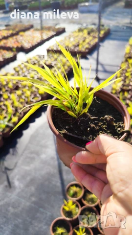  Хаконехлоа, Японска плачеща трева, Hakonechloa macra ALL GOLD, снимка 12 - Градински цветя и растения - 43401522