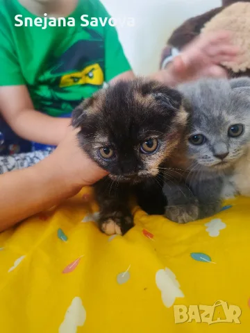 Прекрасни Шотландски Клепоухи котенца (Scottish Fold)