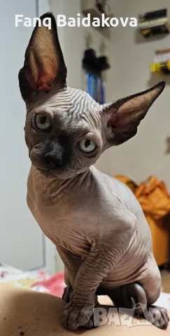 Котка порода сфинкс