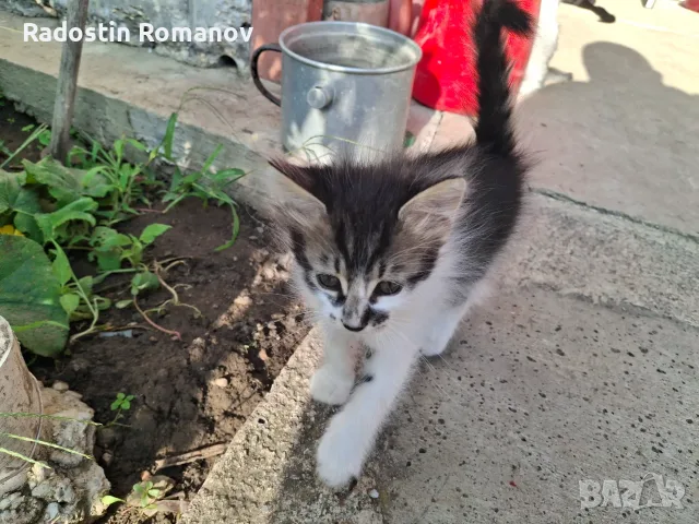 Подарявам малки котета на два месеца. Перник кв Тева., снимка 2 - За котки - 55920190