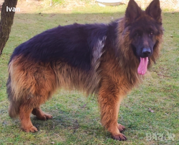 Старонемска овчарка за разплод ., снимка 2 - Немска овчарка - 51278837