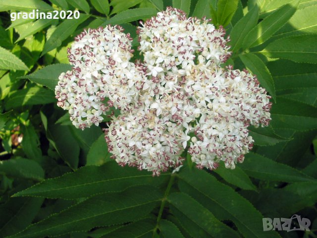 Бъзак - Sambucus ebulus), снимка 3 - Градински цветя и растения - 29762229