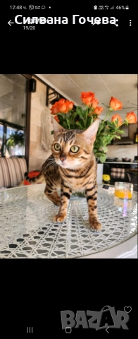 Бенгалска котка , снимка 3 - Бенгалски - 52083006