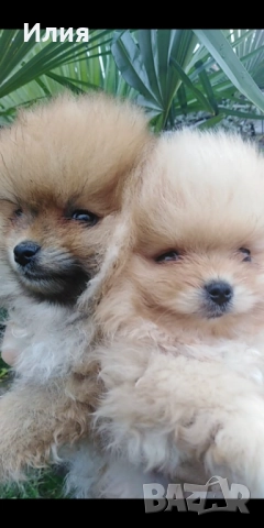 Продавам померани , снимка 8 - Померан - 52681233