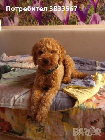 Мини пудел търси приятелка