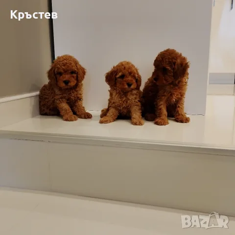 Мини Пуделчета*, снимка 3 - Пудели - 56359568