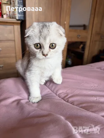 Шотландски котета , снимка 7 - Британска късокосместа - 56309300