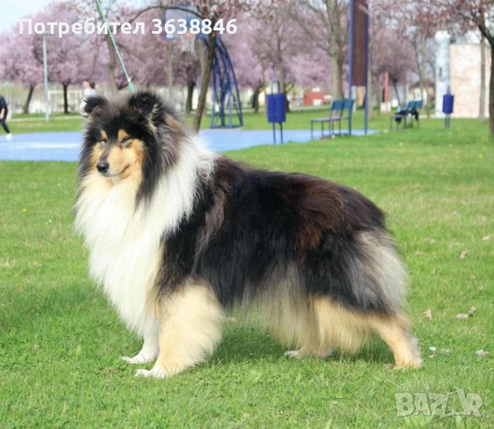 Шотландска овчарка(коли), снимка 4 - Коли - 52116665
