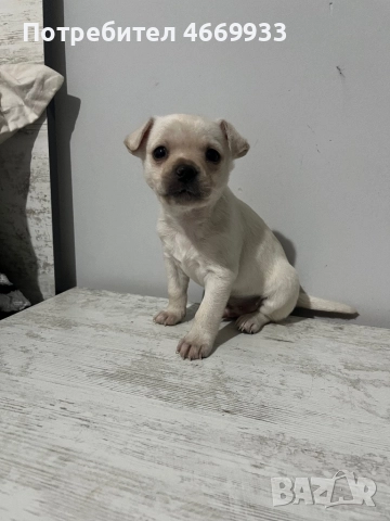Чихуахуа , снимка 2 - Чихуахуа - 52668725