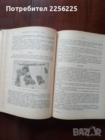 Лозарство, снимка 2 - Специализирана литература - 50611444