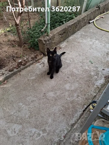 Две бездомни котета , снимка 16 - Други - 55446529