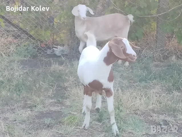 Продавам 2 женски ярета, снимка 4 - Кози - 55889333