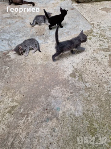 Подарявам котенца, снимка 2 - Други - 50634132