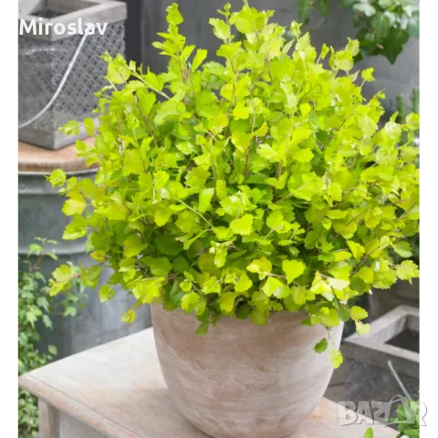 Жълта Бреза Джудже, снимка 4 - Градински цветя и растения - 50109832