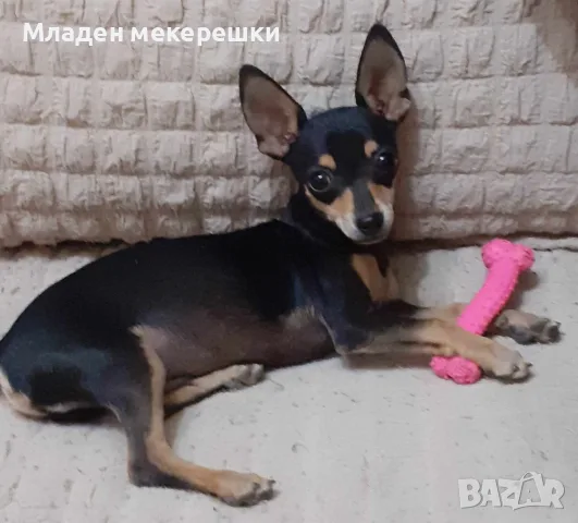 Раковски много сладки мъничета, снимка 4 - Пинчер - 55736768