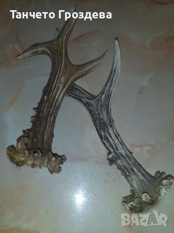 трофей, снимка 2 - Антикварни и старинни предмети - 44419205