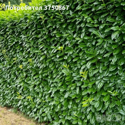 🌿☀️🌿 Лавровишна ‘Novita’ / Жив плет (Prunus laurocerasus ‘Novita’), снимка 2 - Градински цветя и растения - 54324504