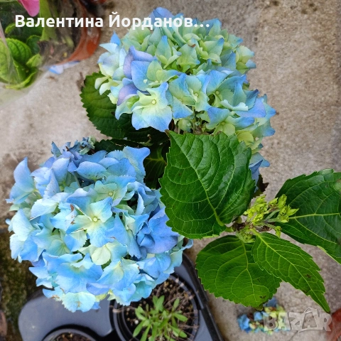 хортензия , снимка 2 - Градински цветя и растения - 54333873