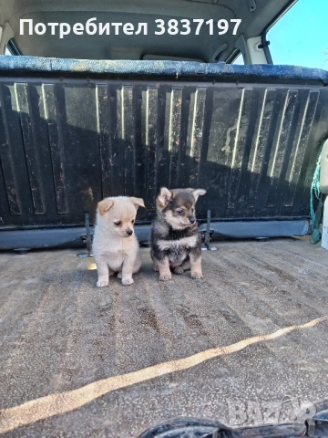 мъжки и женски кучета , снимка 4 - Пинчер - 52864232