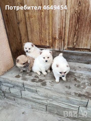 Пумерани-мини шпиц, снимка 4 - Померан - 53933780