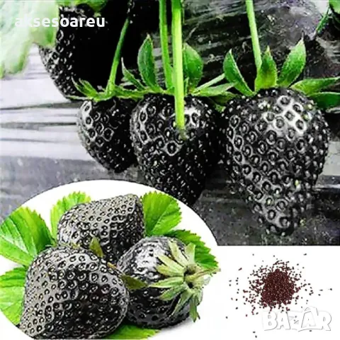 100 семена от плод черна ягода органични плодови ягодови семки от вкусни черни ягоди отлични плодове, снимка 9 - Сортови семена и луковици - 50417961